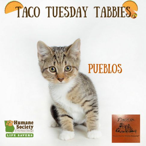 Taco Tuesday Tabbies-2
