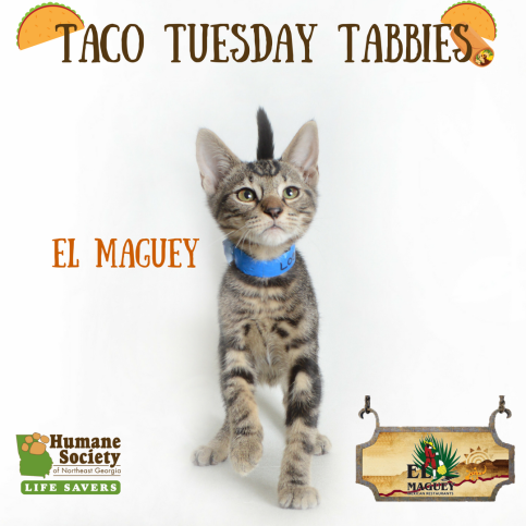 Taco Tuesday Tabbies-3