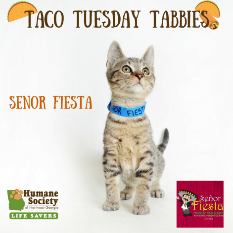 Taco Tuesday Tabbies-7